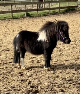 Youngstock Ponies for Sale in East Anglia Equilinks